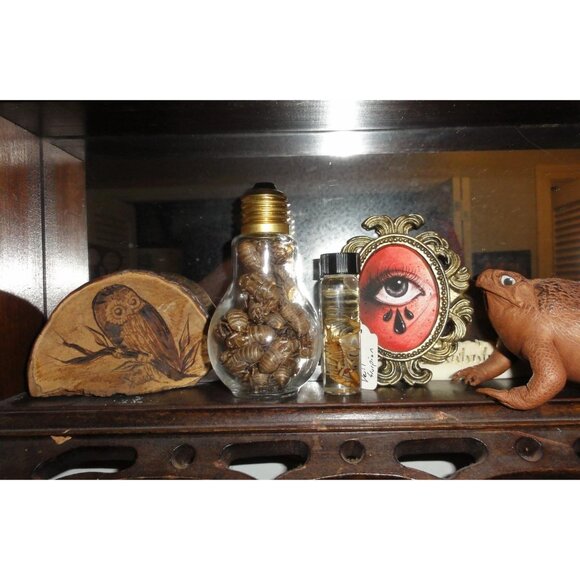 Glass Lightbulb Jar full of 27 Cicada Skins oddity curiosity goth taxidermy - Picture 5 of 16